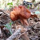 마귀곰보버섯(Gyromitra esculenta)과 와인잔안장버섯 Helvella acetabulum 이미지