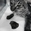 돌봄동물메디컬클리닉 이미지