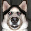 뼈도둑감자탕 이미지