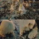 강아지드라이기후기 ; 에이플러스 APST2042