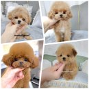 개맘대로 이미지