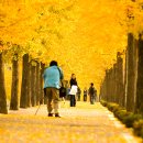 은행나무길 이미지