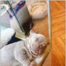 멍벤져스 이미지