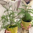 아우라 정기 연주회 | 광주 전남대 후문 꽃집 가든 파티 솔직 후기 졸업연주회 전시회 맛집