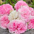 도로시팜 이미지