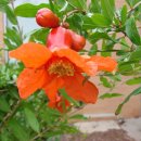 더카(the car) 이미지