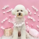 애견미용실 몽 | 안양동애견미용 잘하는 쁘띠아몽 애견미용실 방문 후기