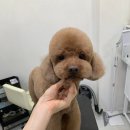 포커스 온 펫 이미지