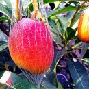 문영식 농장 이미지