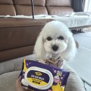 몽발관 | [내돈내산] 양구에서의 마지막 산책 🐾 루비의 SSFW 판초룩 &amp; 다이소 포포몽 발티슈 후기