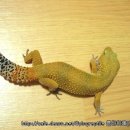 수퍼캐롯 이미지