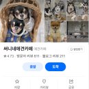 써니애견 미용실 | 서울 애견카페 추천 실내외 분위기 좋은 곳 총정리