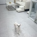 견공간샵 이미지