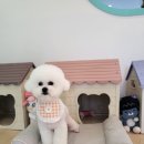 광주서구애견미용 개똥이와야옹이 귀염둥이 미용후기