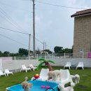 도그노크 이미지