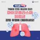 마이코플라스마 폐렴균 감염증 안내 이미지