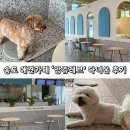 앙쥬레브 애견호텔&애견유치원 송도점 | 더위 피해서 다녀온 시원한 송도 애견카페 앙쥬레브