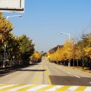 파주로 은행나무길 이미지