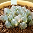 사금농장 이미지