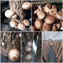친환경인증 참나무원목 생표고버섯 판매합니다 이미지