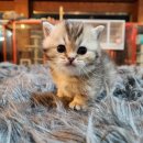 쿤이수염 이미지