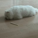 일상 | 청첩장추천 혼주한복 고르고 잘먹고 푹쉬는 일상 후기