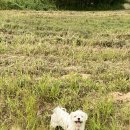 동화약국 네이버블로그