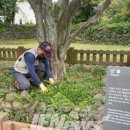 제주 도련동 귤나무류 이미지