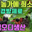 청정 오디생산(식초로 균핵병박멸)2-완전 친환경방제로 청정오디생산 조회수 1.8만회 3년 전 이미지