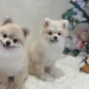 강아지분양 애견입양 아이러브독 인천점 | 인천애견샵 강아지분양 애견입양 아이러브독 인천점 추천해요