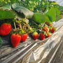 한터농원영농조합 이미지