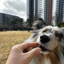 화식농장1 | 기호성 좋은 사료 추천 해링턴 화식 습식