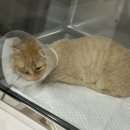 묘연고양이병원 이미지