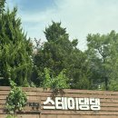 스테이 댕댕 이미지