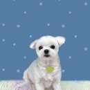 하얀이언니네 이미지