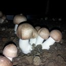 쿠스하우스 이미지