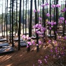 백운산 자연휴양림 야영장 이미지