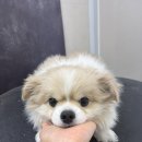 미소애견 미용실 | [수성구애견미용/범어동애견미용/신천동애견미용/몽앤코] 포메 치와와 믹스 미용 전체가위컷