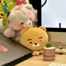 호야야스토어 | 식물일지 : 초보식집사도 키우기 쉬운 하트호야로 데스크테리어