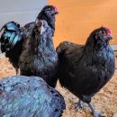 아성슈퍼 이미지