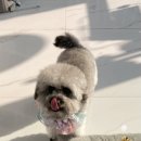 오마이펫 이미지