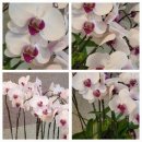 식물 _ 팔레놉시스 아마빌리스 Phalaenopsis amabilis 꽃말 및 개화 시기 번식 키우는 방법 후기 일지 기록