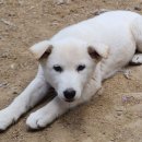 똥강아지 이미지