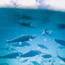 어부바낚시까페 이미지