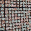 마블농장 이미지