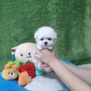 정읍사랑병원 | 정읍강아지분양 후기 (feat. 부안, 무주, 고창)