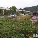 노월초 Daum카페