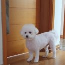 강아지 미용실 이미지