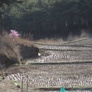 수피리에 Daum카페