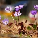 안다랜드 이미지